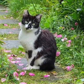 自分が美しく写る方法を知りすぎるネコ　　ねこりんさん