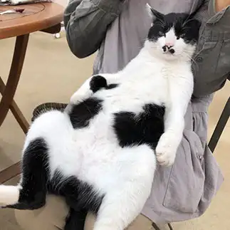 リラックスしすぎるネコ　　しろたさん