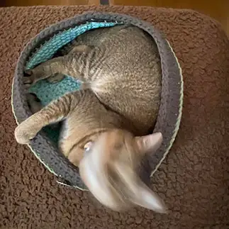 狂ったように首をふりすぎるネコ　　はつねこねここさん