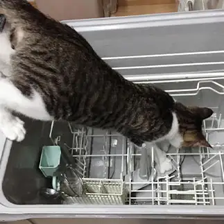 家電を点検したすぎるネコ　　くう猫さん