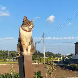 置き物すぎるネコ　　コジローさん