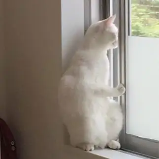 もう何もかもどうでもよすぎるネコ　　ひとさん