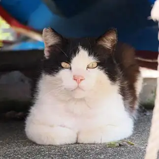 おにぎり感ありすぎるネコ　　ねこぬまかくさん