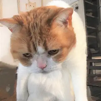 落ち込みすぎるネコ　　tachiさん