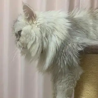 90°すぎるネコ　　優優さん