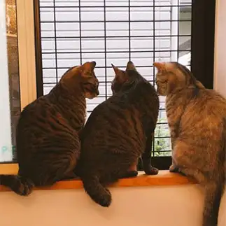 警備が大好きすぎるネコ　　そらさん
