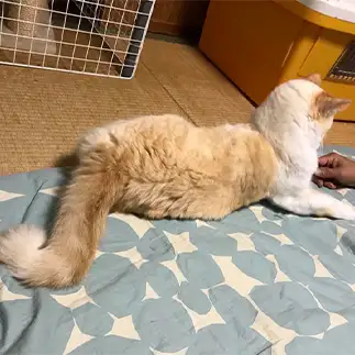 √すぎるネコ　　にゃーさん