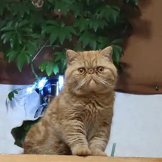 イケニャンすぎるネコ　　bossさん
