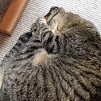足が大好きすぎるネコ　　じゃむぱん泉さん