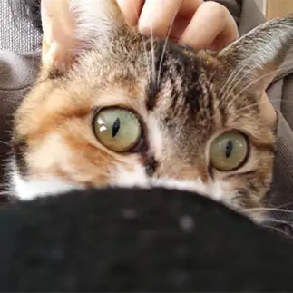 びっくりすぎるネコ　　まろさん