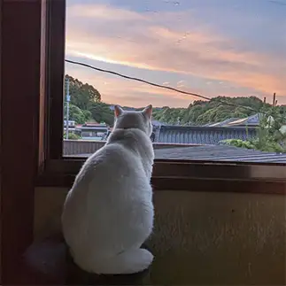 夕焼けがキレイでセンチメンタルになりすぎるネコ　　OKAKAさん