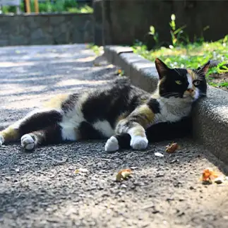 ご近所が気になりすぎるネコ　　れみぞーさん