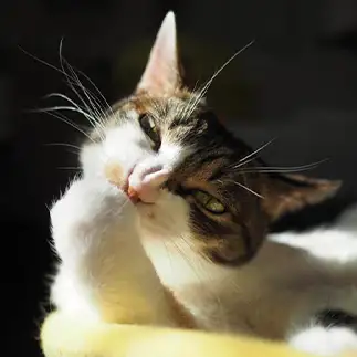 飼い主にゲンコツをお見舞いする気まんまんすぎるネコ　　kuroneko_120さん