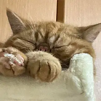 おブスすぎるネコ　　コブタの母さん
