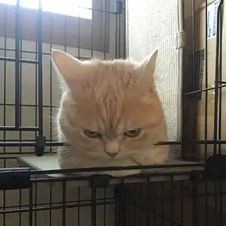 不平不満がありすぎるネコ　　みぃちゃんママさん