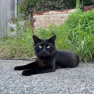 貫禄がありすぎるネコ　　シャノンさん