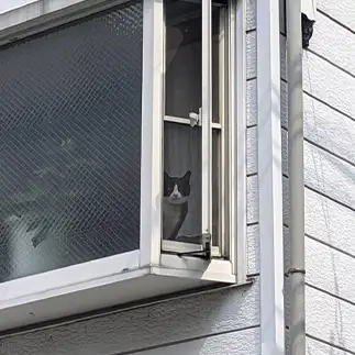 警察の説得に耳を傾けすぎるネコ　　ひまわり屋ひまさん