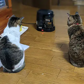 未知との遭遇で緊張しすぎるネコ　　ひまわり屋ひまさん