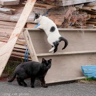 黒猫警備員の監視を逃れすぎるネコ　　jingさん