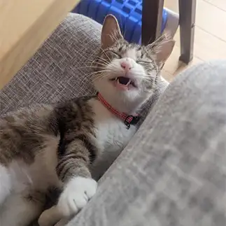笑顔がおばあちゃんすぎるネコ　　だいふくさん