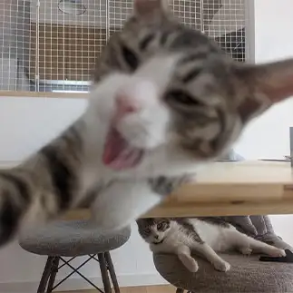 写真に映りたすぎるネコ　　だいふくさん