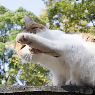 スキがなさすぎるネコ　　れみぞーさん