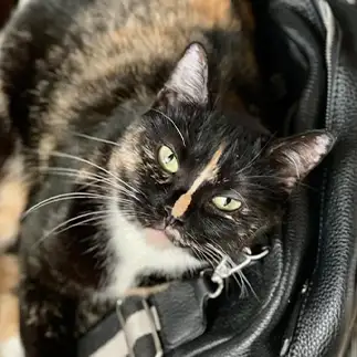 飼主の出勤を阻止しようと実力行使しすぎるネコ　　カジハラさん