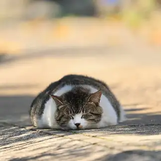 ツチノコすぎるネコ　　土居一彦さん
