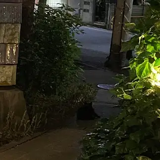 風景に溶け込みすぎるネコ　　からくりぴーちさん