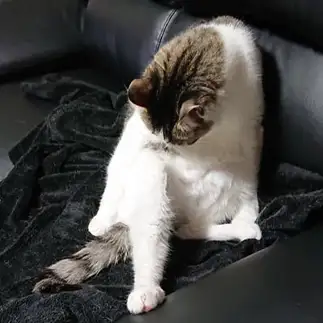 路地裏の酔っぱらいすぎるネコ　　yuuuさん