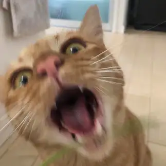 草ーーーすぎるネコ　　えいこ8さん