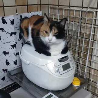 食事制限に厳しすぎるネコ　　ウーロンママさん