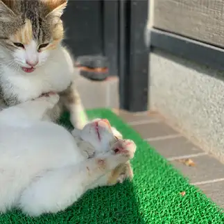 技ありすぎるネコ　　sプラザさん