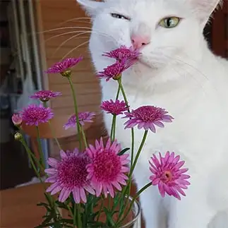 お花が好きすぎるネコ　　奥野とこさん