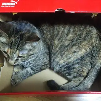 PUMAになりたすぎるネコ　　ひまわり屋ひまさん