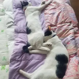 5すぎるネコ　　ルナアオ5さん