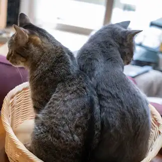 双頭すぎるネコ　　ゆずなつさん