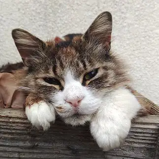 悩み事なら聞いてあげるよ？すぎるネコ　　おいにゃんさん