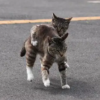 逃がすかこんにゃろーすぎるネコ　　おいにゃんさん