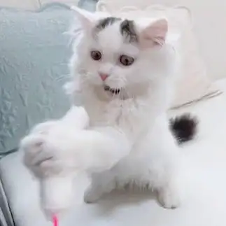 獲得に必死すぎるネコ　　はちママさん