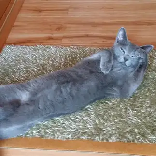 招き猫すぎるネコ　　きよさん