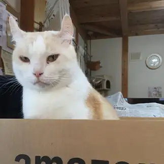 届きました感満載すぎるネコ　　きよさん