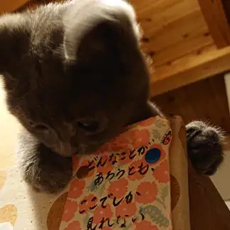 哲学者すぎるネコ　　きよさん