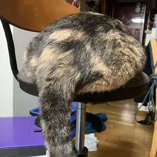 はみ尻すぎ～すぎるネコ　　きなこっくすさん