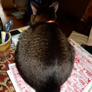 仔豚すぎるネコ　　芹澤廣衛さん