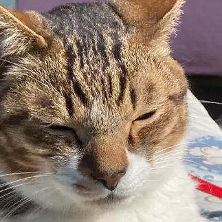 キメ顔が菩薩すぎるネコ　　娘の猫さん