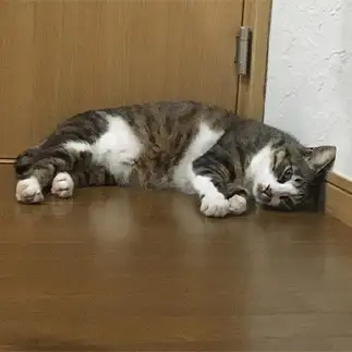 連休最終日の夕方すぎるネコ　　ぴてさん