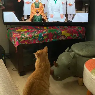朝ドラは毎日欠かさず見すぎるネコ　　banmamiさん