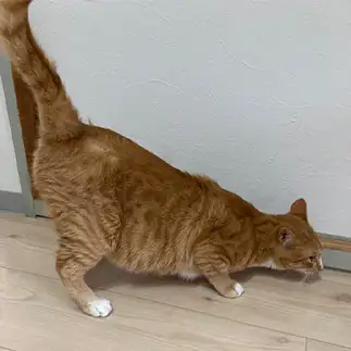 おしり叩き待ちすぎるネコ　　banmamiさん