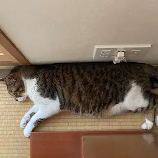 猫背を矯正しすぎるネコ　　娘の猫さん
